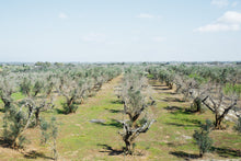 Load image into Gallery viewer, Xyella Fastidiosa Be Gone ™ Safely promotes healing of the whole Olive tree for Xyella Fastidiosa disease. All organic plant ingredients. 60 ml