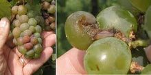 Load image into Gallery viewer, Pierce's Disease Be Gone ™ All Organic 60 ml promotes healing of grapevine