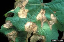 Load image into Gallery viewer, Pierce's Disease Be Gone ™ All Organic 60 ml promotes healing of grapevine