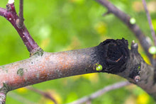 Load image into Gallery viewer, Black ROT Be Gone ™ 60 ml All  Organic Promotes Healing of Black Rot in Apple trees, Grapevines, and Fruit trees
