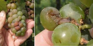 Black ROT Be Gone ™ 60 ml All  Organic Promotes Healing of Black Rot in Apple trees, Grapevines, and Fruit trees