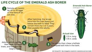 Ash Borer Be Gone ™ Safely promotes healing of the whole tree from the Ash Borer. All organic plant ingredients.  120 ml 4 oz